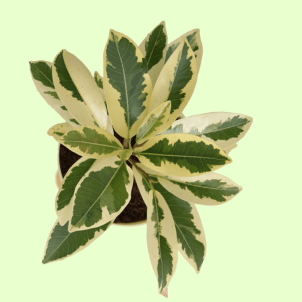 Ficus Prestige with Self Watering Pot - Image 3