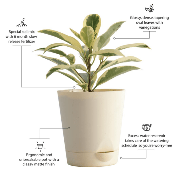 Ficus Prestige with Self Watering Pot - Image 5