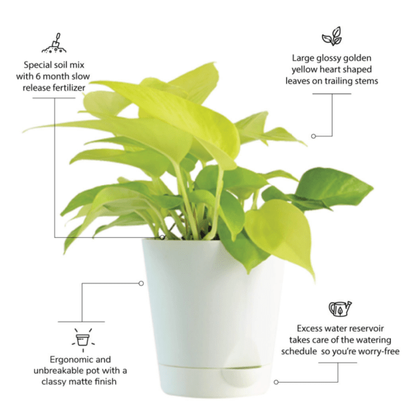 Money Plant Golden with Self Watering Pot - Image 4