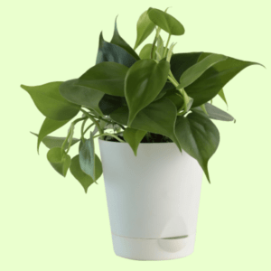 Sweetheart-Plant