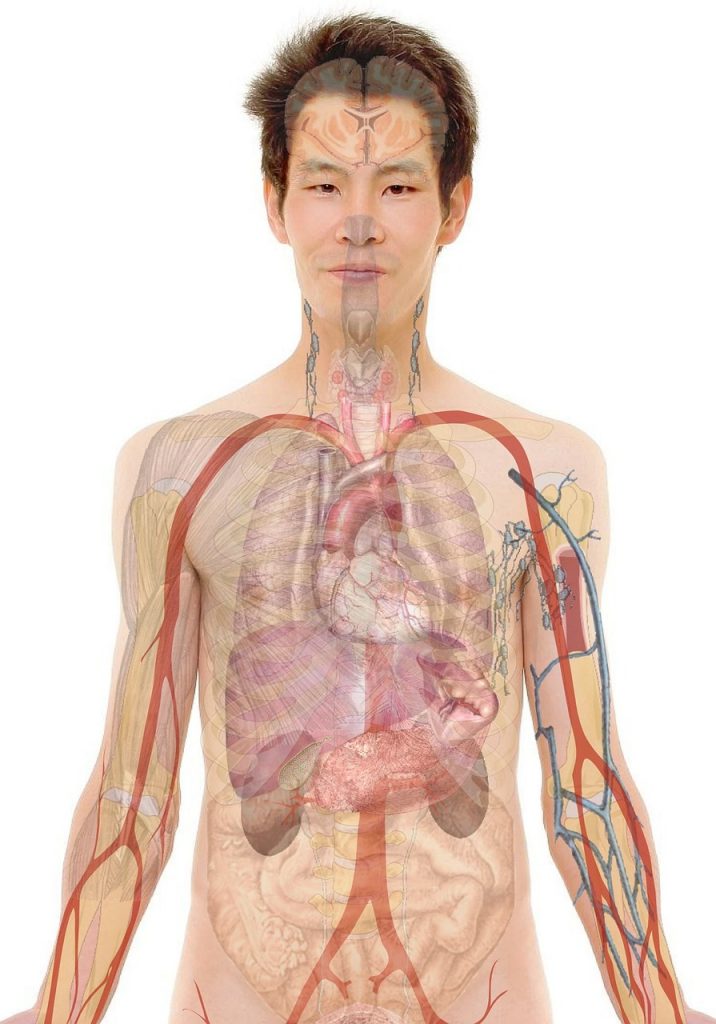 anatomy, man, human-254129.jpg